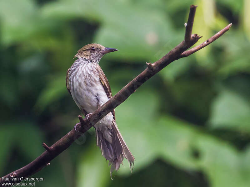 Streaked Bulbuladult, identification