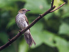 Streaked Bulbul