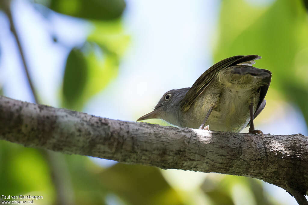 Bulbul minuteadulte, identification