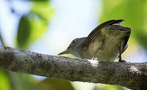 Lowland Tiny Greenbul