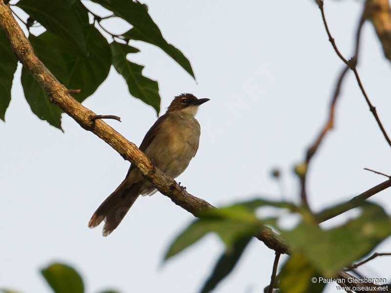 Bulbul modeste