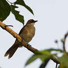 Bulbul modeste