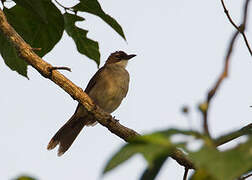 Simple Greenbul