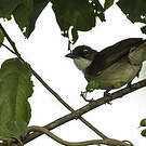 Bulbul modeste