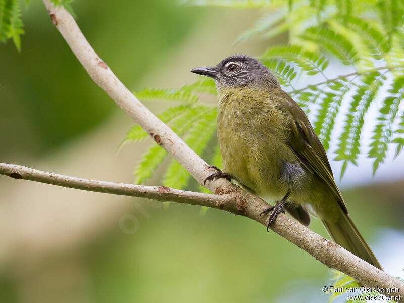 Stripe-cheeked Greenbul