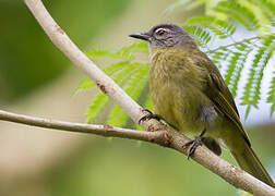 Stripe-cheeked Greenbul