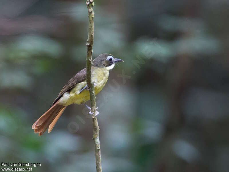 Red-tailed Bristlebilladult, identification