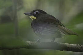 Red-tailed Bristlebill