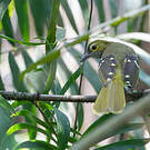 Bulbul nicator