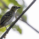 Bulbul nicator
