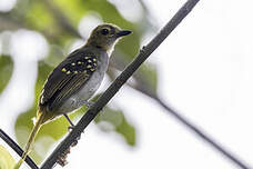 Bulbul nicator
