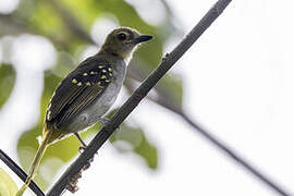 Bulbul nicator