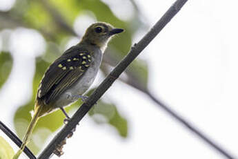 Bulbul nicator
