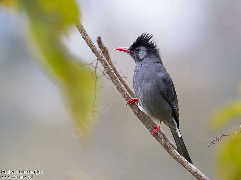 Black Bulbuladult, identification