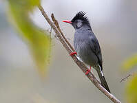 Bulbul noir