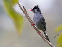 Black Bulbul