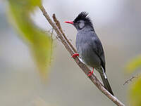 Bulbul noir