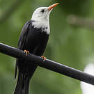 Bulbul noir