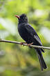 Bulbul noir