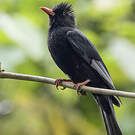 Bulbul noir