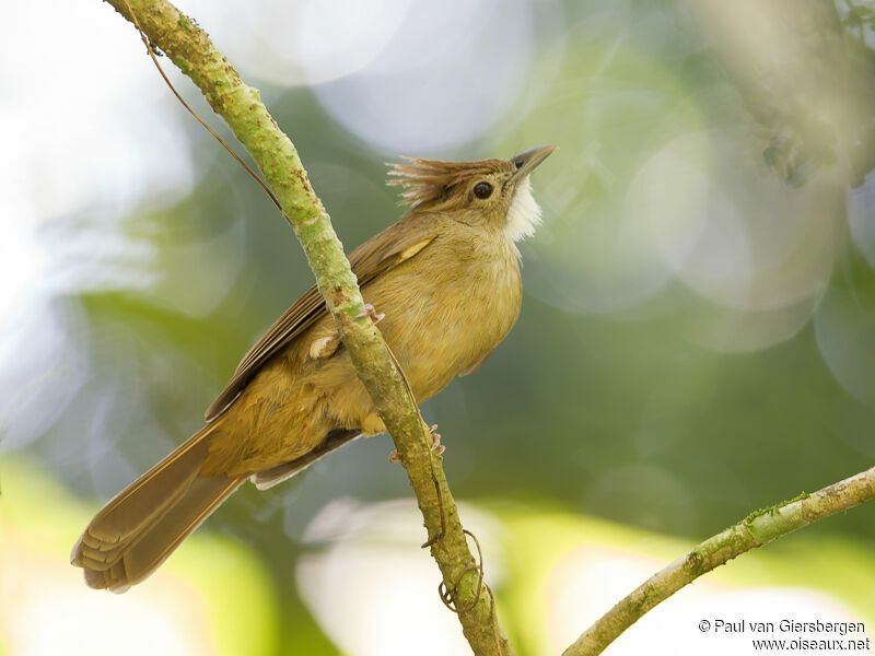 Ochraceous Bulbul