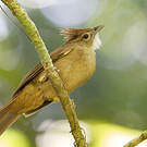 Bulbul ocré