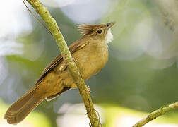 Ochraceous Bulbul