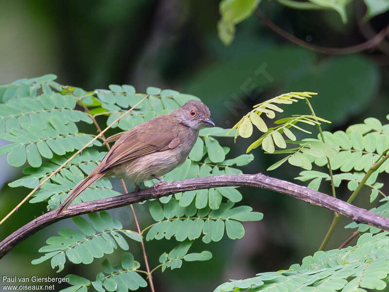 Bulbul oeil-de-feuadulte