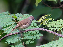 Spectacled Bulbul