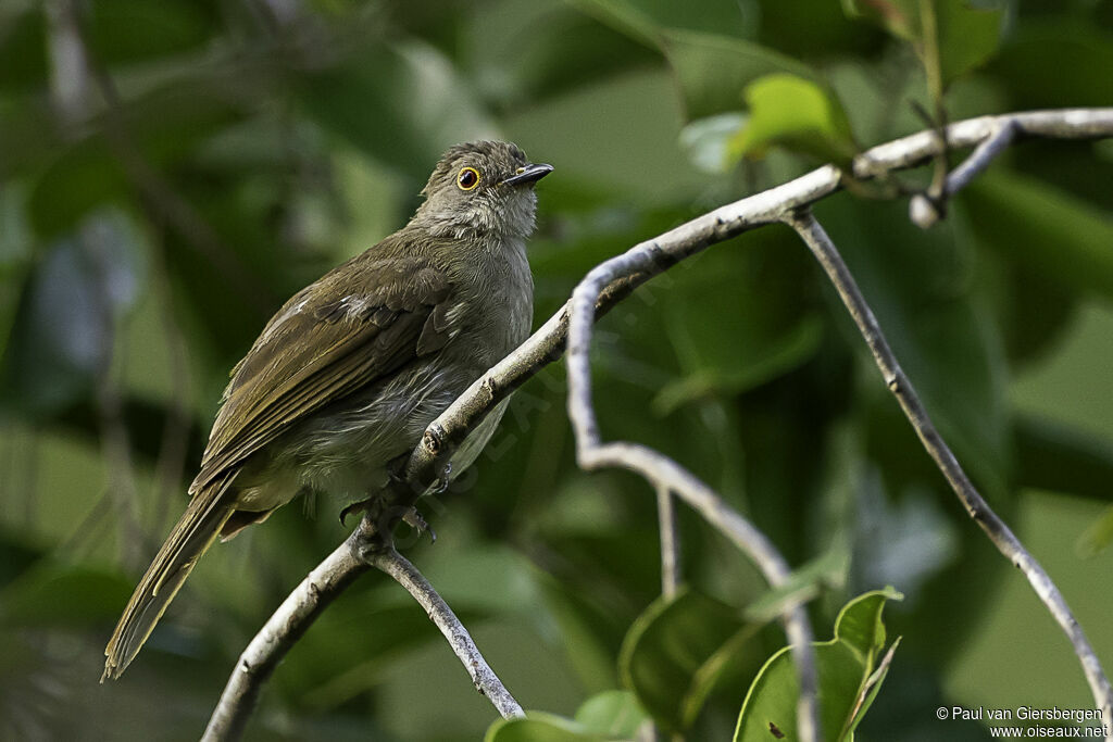 Bulbul oeil-de-feuadulte