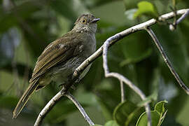 Spectacled Bulbul