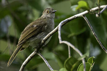 Bulbul oeil-de-feu