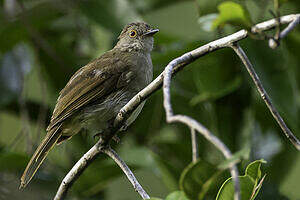 Bulbul oeil-de-feu