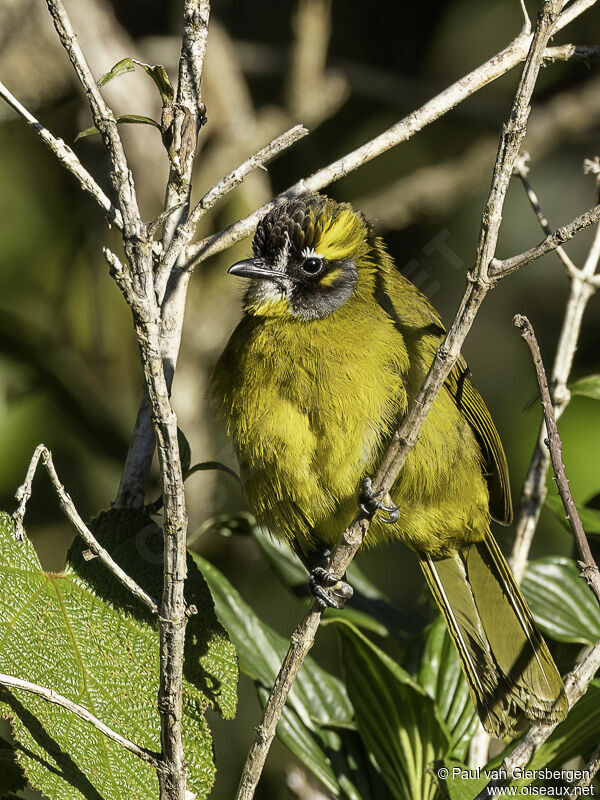 Bulbul oreillardadulte