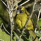 Bulbul oreillard