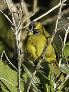 Yellow-eared Bulbul