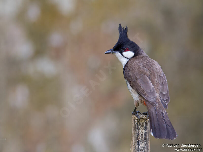 Red-whiskered Bulbul