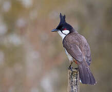 Red-whiskered Bulbul