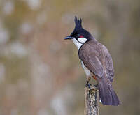 Bulbul orphée