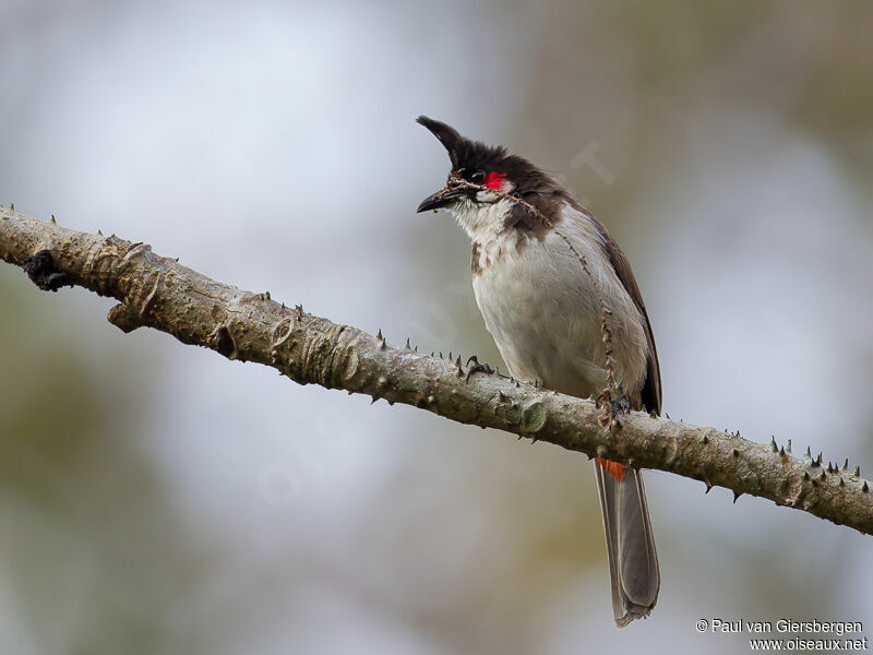 Bulbul orphéeadulte