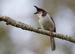 Red-whiskered Bulbul