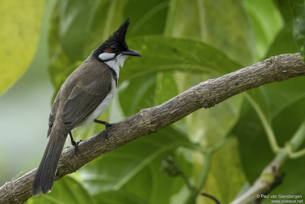 Bulbul orphéeadulte