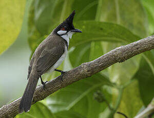 Bulbul orphée