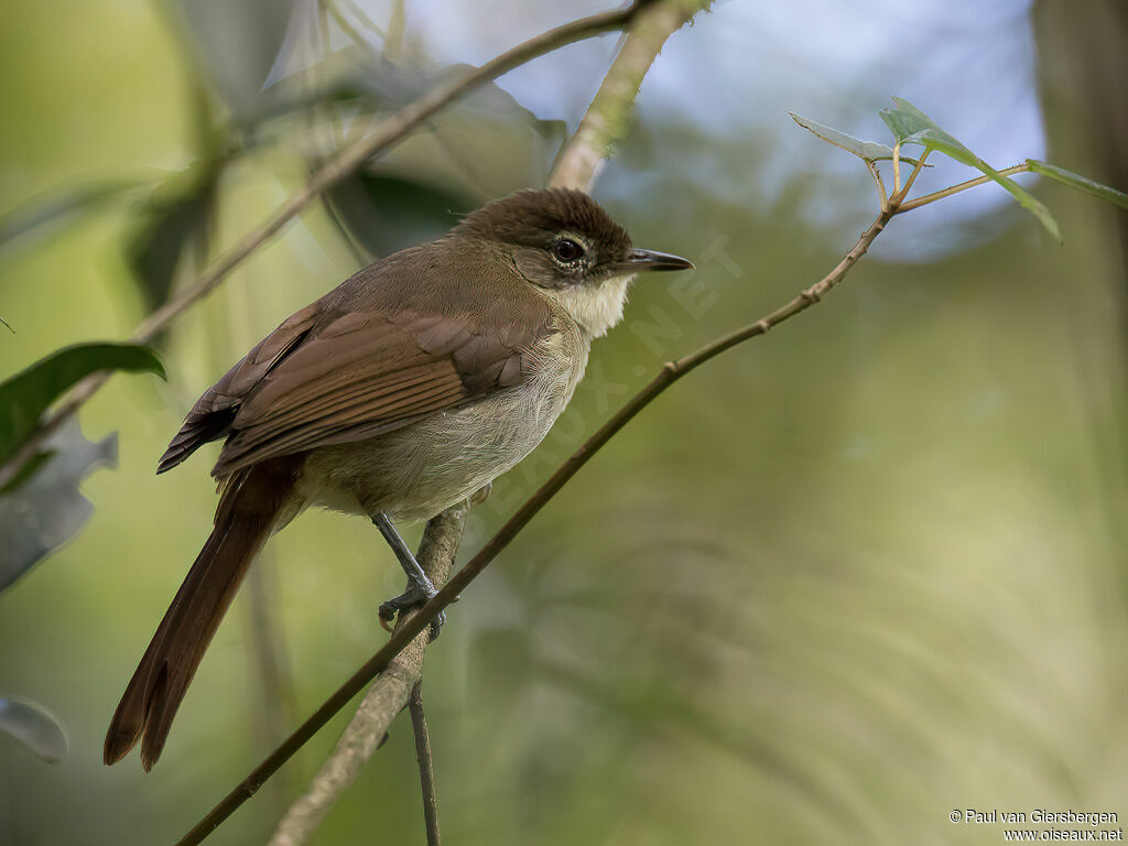 Bulbul placideadulte