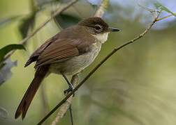 Placid Greenbul