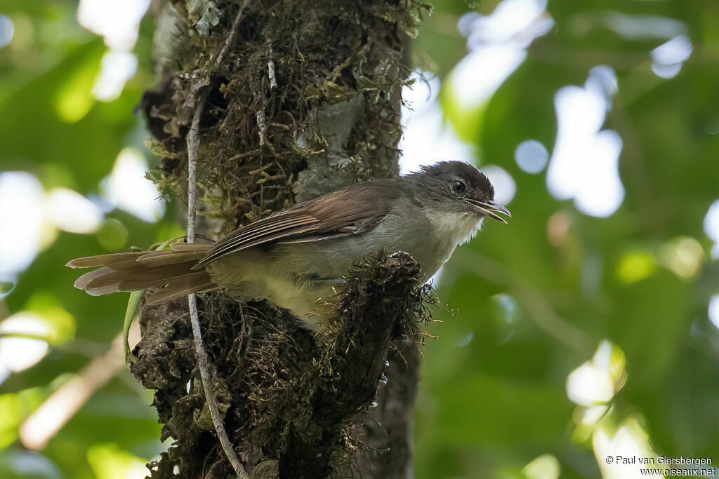 Bulbul placideadulte, identification