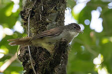 Bulbul placide