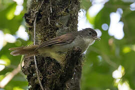 Placid Greenbul