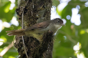 Bulbul placide