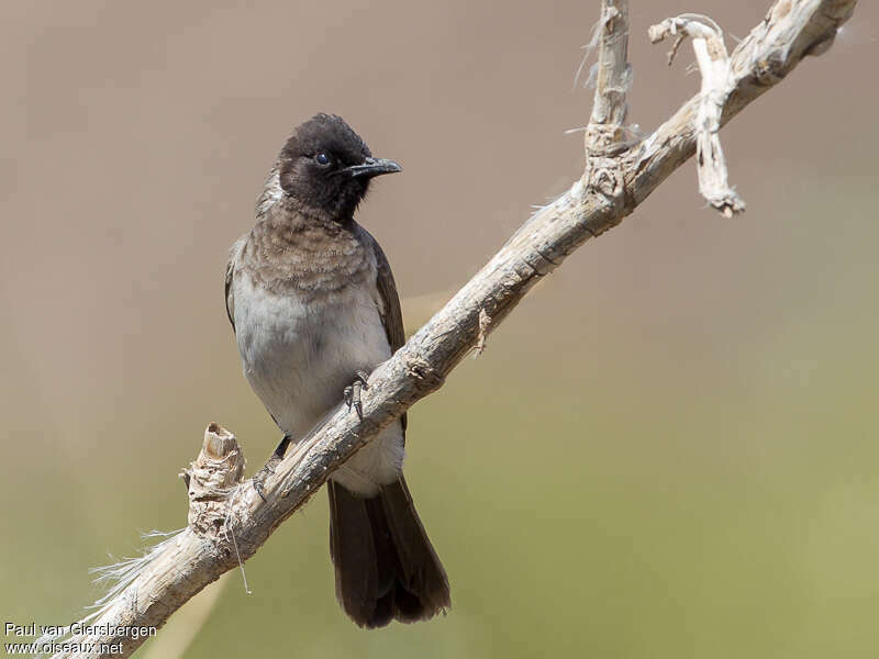 Bulbul somalienadulte, identification